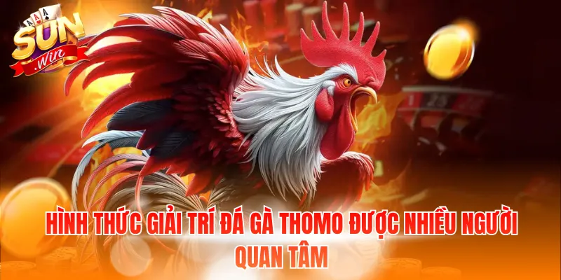 Hình thức giải trí đá gà Thomo được nhiều người quan tâm