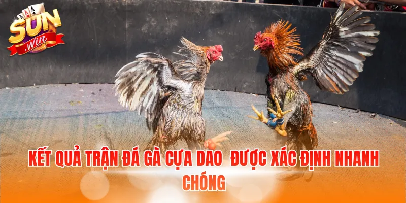 Kết quả trận đá gà cựa dao được xác định nhanh chóng