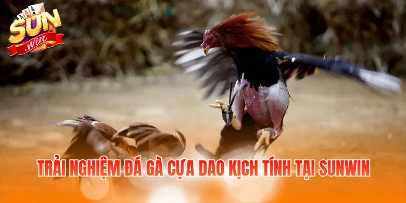Trải nghiệm đá gà cựa dao kịch tính tại Sunwin